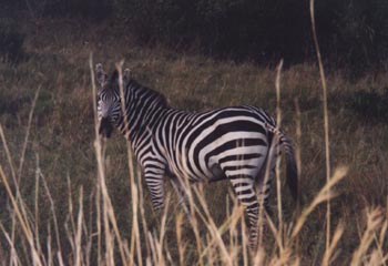 zebra